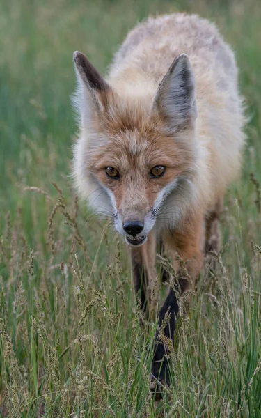 Cute Red Foxes Grass Park — Stock Photo, Image