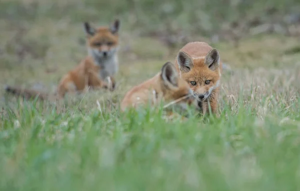 Rotfuchs Kanada — Stockfoto