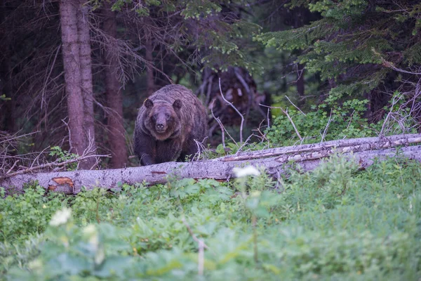 Grizzly Medvědí Rodina Divočině — Stock fotografie