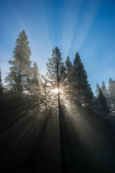 Yellowstone Landscape Summer — Stock Photo, Image