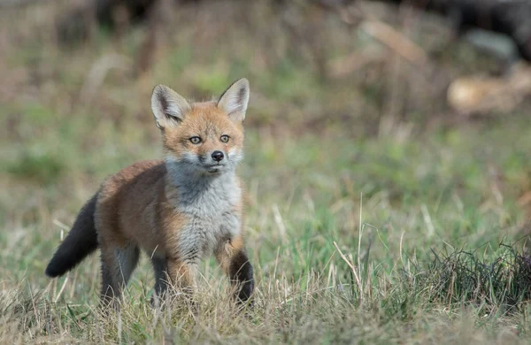 Renard Roux Dans Nature — Photo