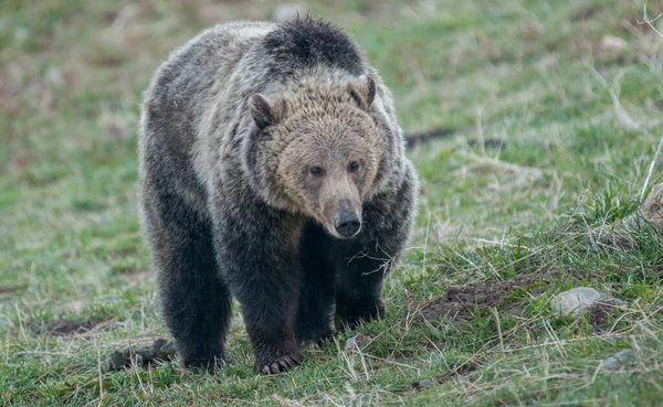 Niedźwiedź Grizzly Yellowstone — Zdjęcie stockowe