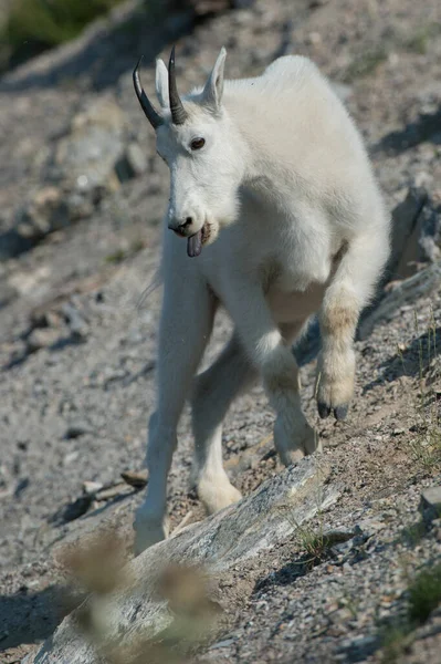 Mountain Baby Goat Wild National Park Jasper Canada — Stock Photo, Image