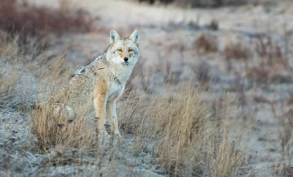 Coyote Canadian Wilderness — Stock Photo, Image