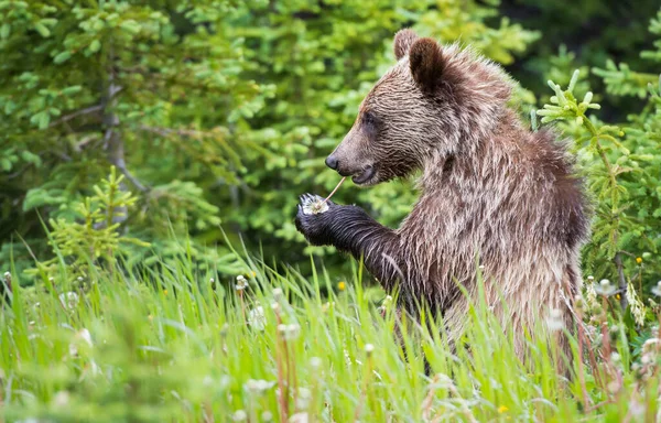 Grizzly Beer Jaarling Het Wild — Stockfoto