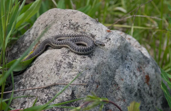 野生のガーターヘビ — ストック写真