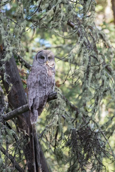 Great Grey Owl Wild Nature Alberta Canada — Stock Photo, Image