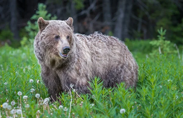 Medvěd Grizzly Kanadské Divočině — Stock fotografie