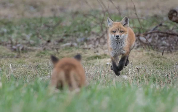 Rode Vos Familie Het Wild — Stockfoto