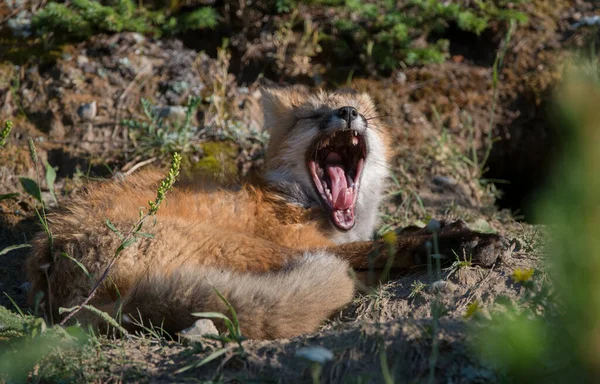 Rode Vos Het Wild — Stockfoto