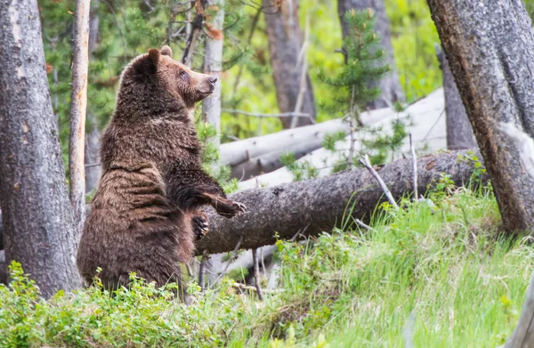 Bruine Grizzlybeer Wilde Natuur — Stockfoto