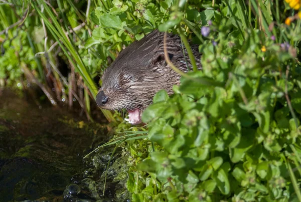 Loutres Sauvages Dans Nature Sauvage — Photo