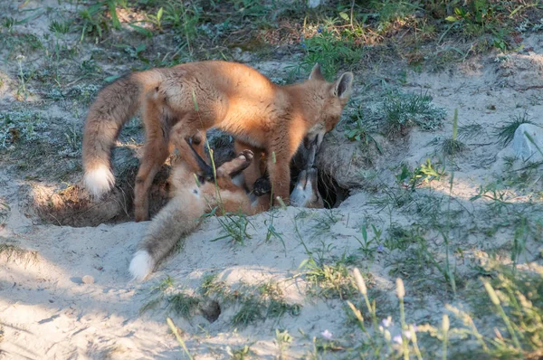 Mignon Renards Rouges Sur Herbe Nature Sauvage — Photo