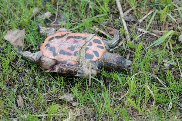 Vahşi Doğada Boyalı Kaplumbağa — Stok fotoğraf