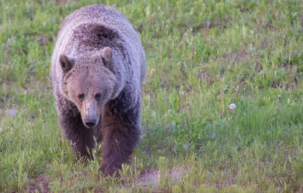 灰熊在野外 — 图库照片