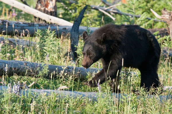Чорний Ведмідь Дикій Природі — стокове фото