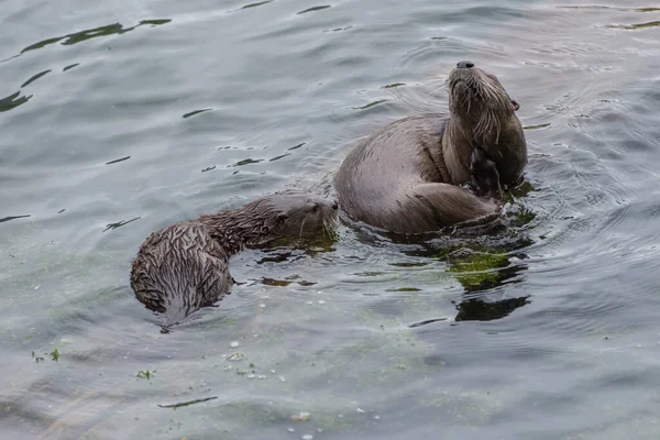 野生のカワウソは — ストック写真