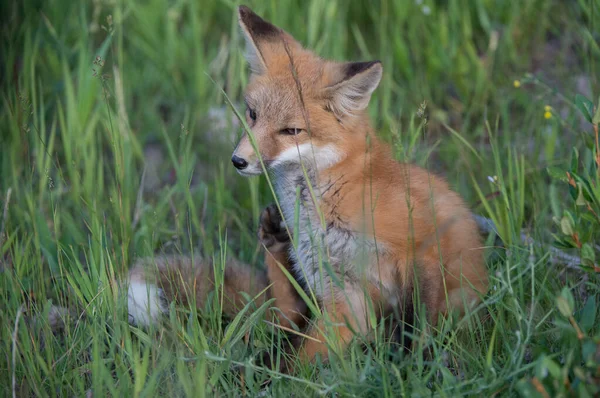 公園で草の上のかわいい赤いキツネ — ストック写真