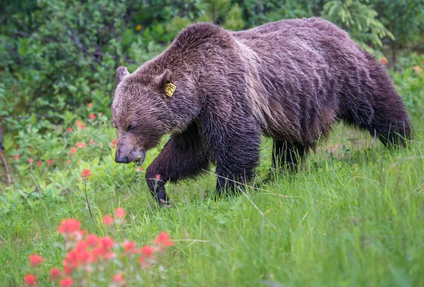 カナダの荒野でグリズリークマ — ストック写真