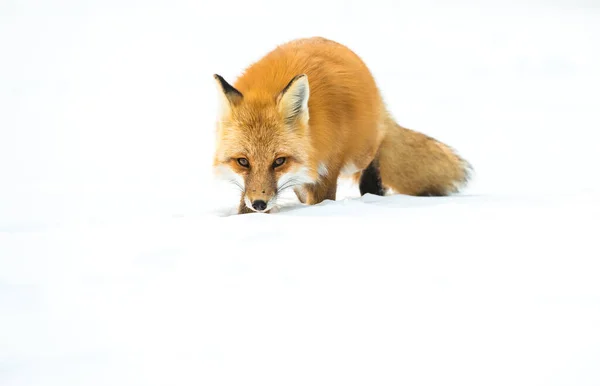 Raposa Vermelha Canadá — Fotografia de Stock