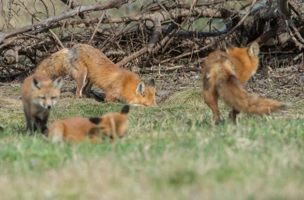 Renard Roux Dans Nature — Photo