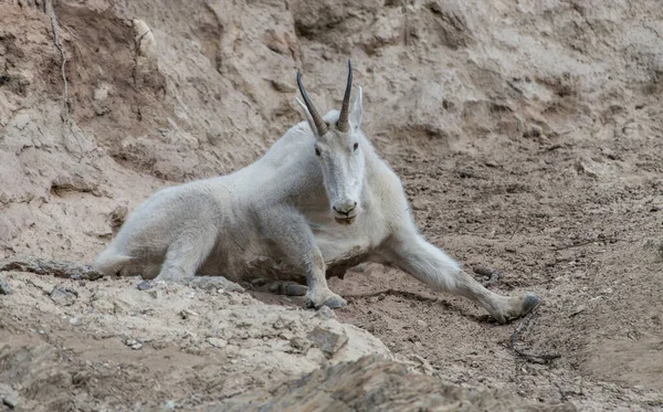 Dağ Keçisi Vahşi Ulusal Park Jasper Kanada — Stok fotoğraf