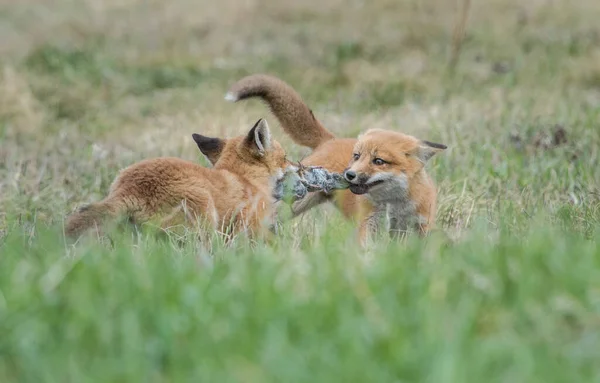 加拿大的红狐 — 图库照片