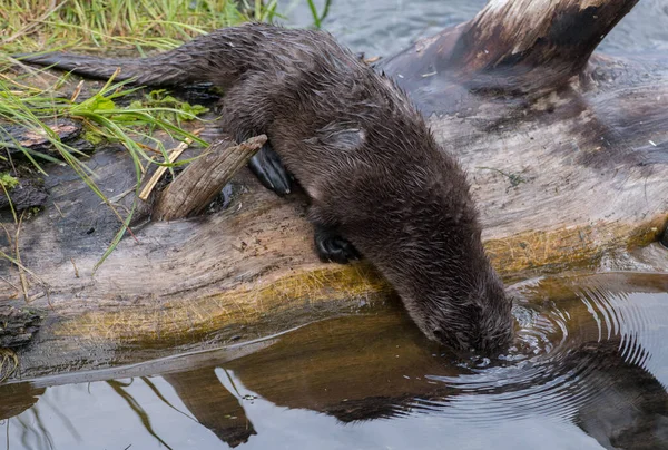 wild otter in wild nature