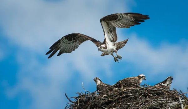 Fischadler Fliegt Zum Nest — Stockfoto