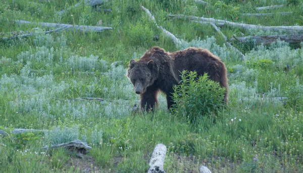 Grizzly Beer Het Wild — Stockfoto