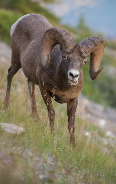 Bighorn Ram Naturaleza —  Fotos de Stock