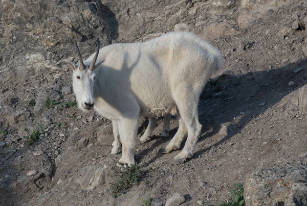 Mountain Goat Het Wild Nationaal Park Jasper Canada — Stockfoto