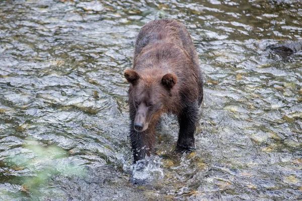 Grizzly Medve Vadonban — Stock Fotó