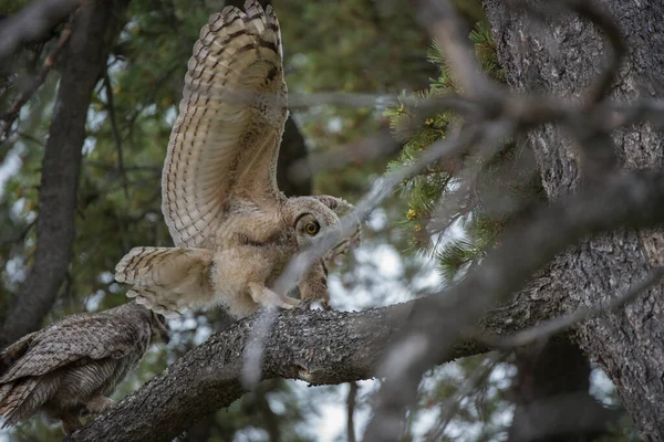 Stor Hornuggla Vild Natur — Stockfoto