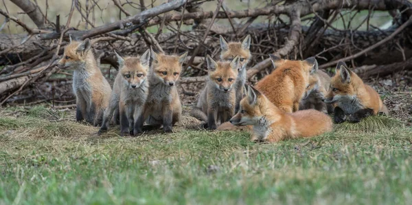 Χαριτωμένο Κόκκινες Αλεπούδες Στο Γρασίδι Στην Άγρια Φύση — Φωτογραφία Αρχείου