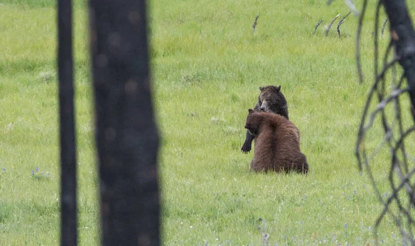 Medvěd Grizzly Divočině — Stock fotografie