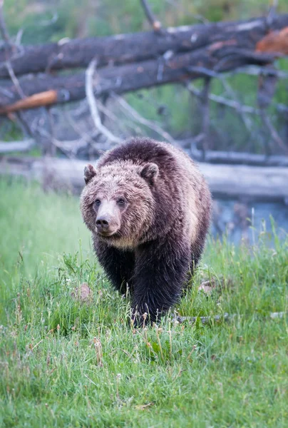 Grizly Orso Natura — Foto Stock