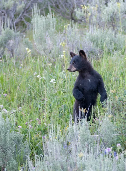 Filhote Urso Preto Natureza — Fotografia de Stock