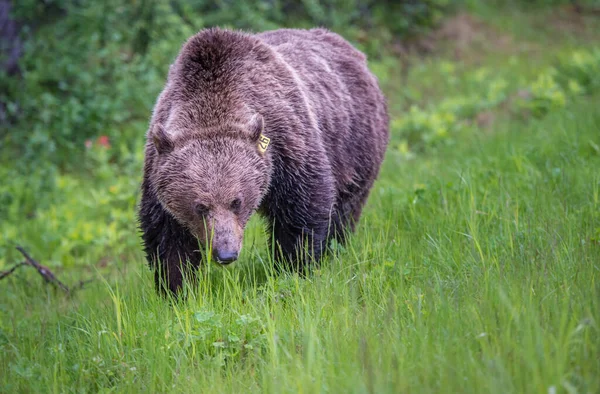 Niedźwiedź Grizzly Kanadyjskiej Dziczy — Zdjęcie stockowe