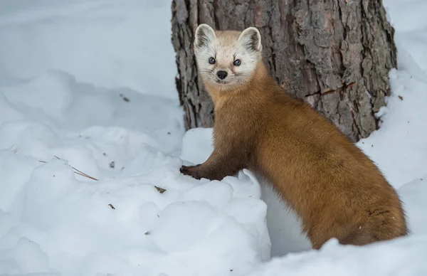 Martora Pino Che Cammina Sulla Neve Nel Banff National Park — Foto Stock