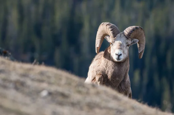 Bighorn Rammen Het Wild — Stockfoto