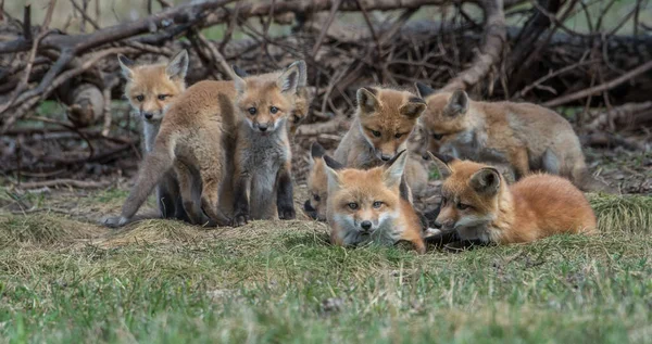 野生の自然の中で草の上にかわいい赤いキツネ — ストック写真