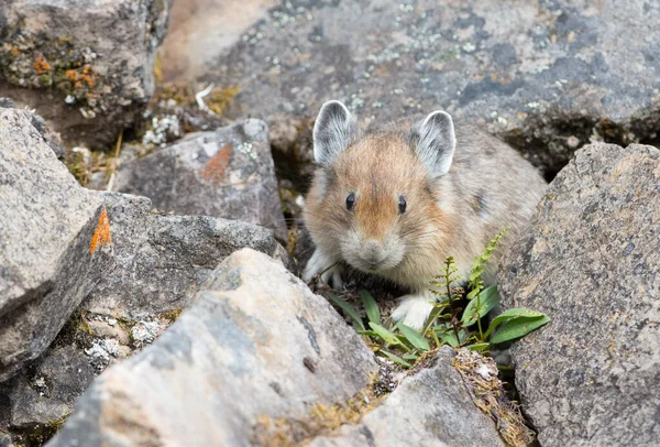 Pika Voie Disparition Kananaskis Alberta Canada — Photo