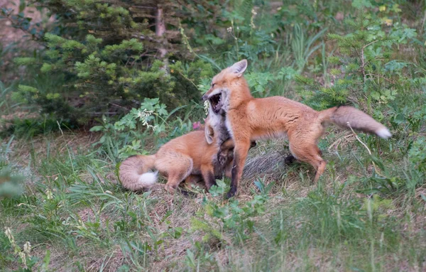 Rode Vos Het Wild — Stockfoto