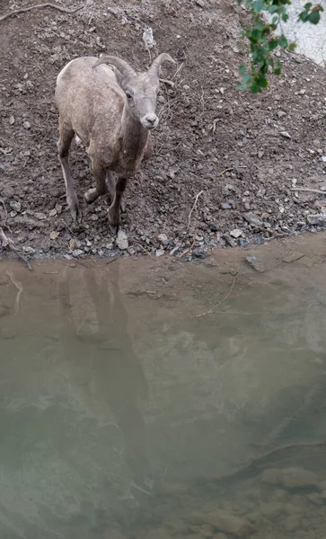 Mouflons Amérique Dans Nature — Photo