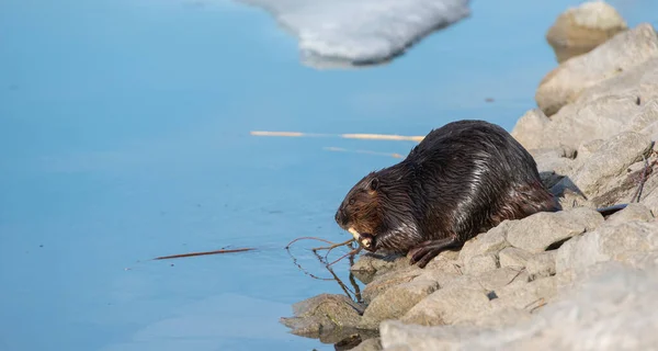 Castor Naturaleza — Foto de Stock