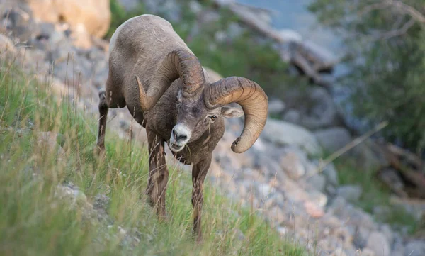 Bighorn Ram Het Wild — Stockfoto