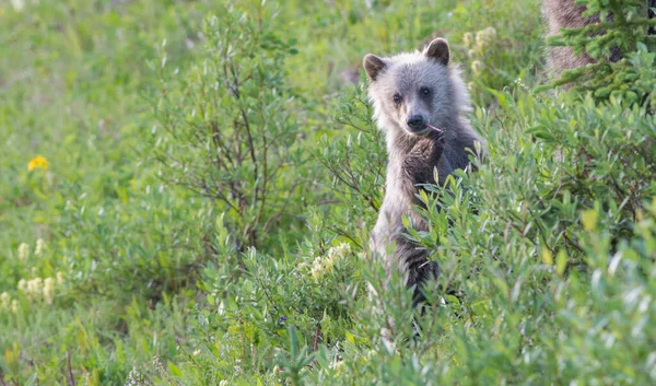 Urso Pardo Natureza — Fotografia de Stock