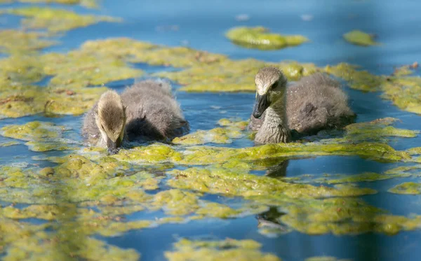 Canadese Ganzen Het Wild — Stockfoto