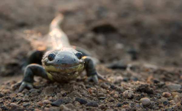 Salamandra Tigre Manitoba — Fotografia de Stock